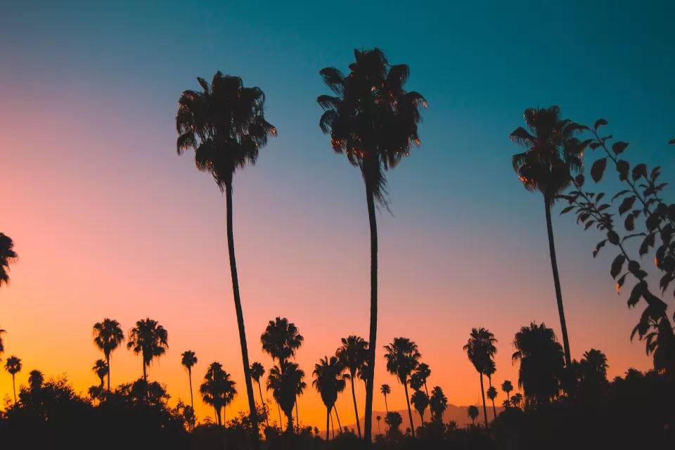 Sillhouettes of tall alm trees in Los Angeles against dark sunset colors